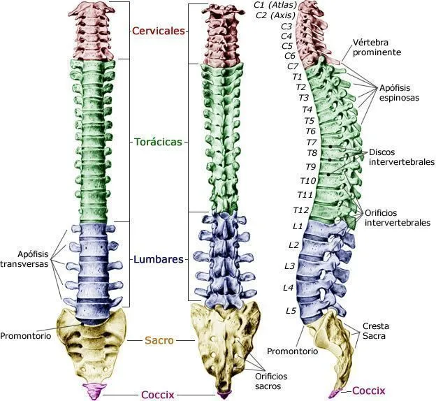 Imagen de las curvas naturales de la columna vertebral. By Nenamoralessalazar (Own work) [CC BY-SA 4.0], via Wikimedia Commons