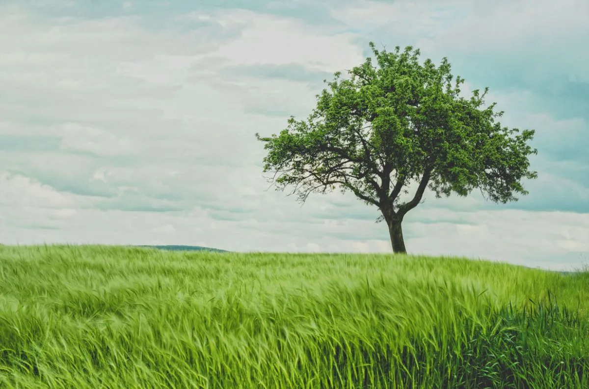 Árbol en campo de cereales.