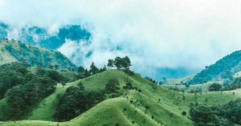Fotografía de un bosque verde en una colina con niebla en el aire.