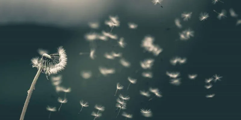 Fotografía de un diente de león
