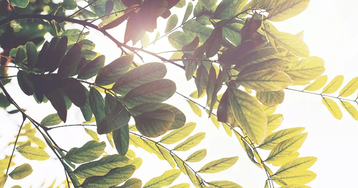 Fotografía de unas ramas de acacia en un parque.