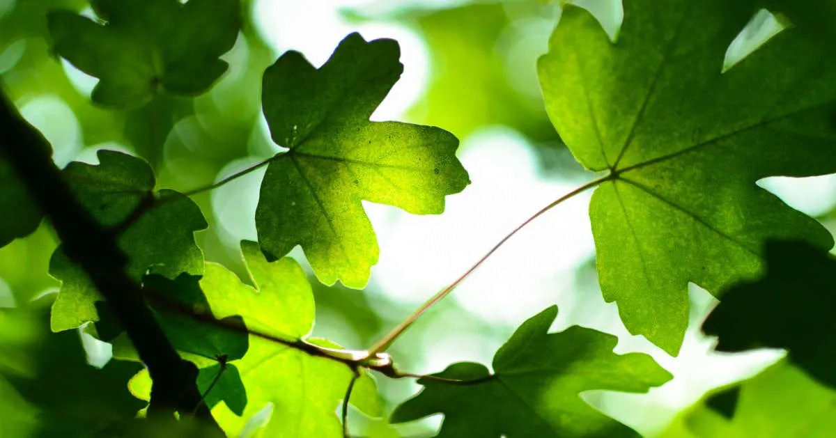 Fotografía de unas hojas en un árbol.