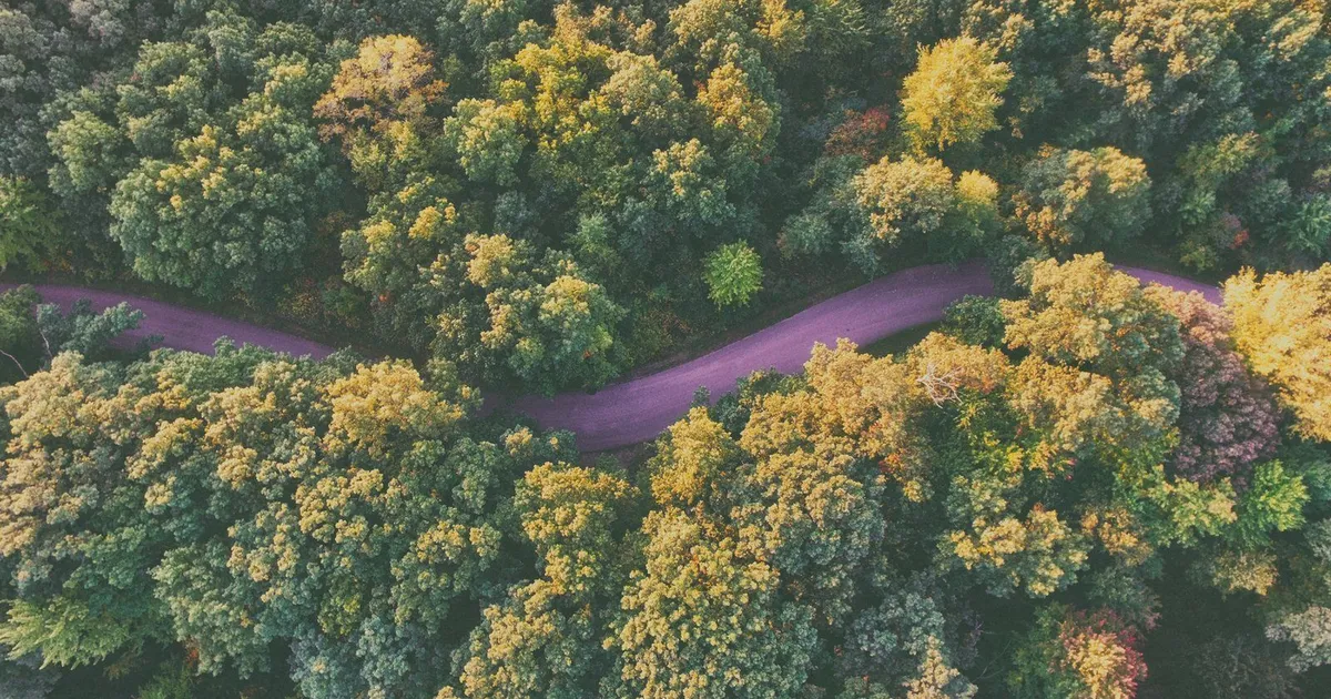 Fotografía de una carretera a través de un bosque como representación del sentido de la vida.